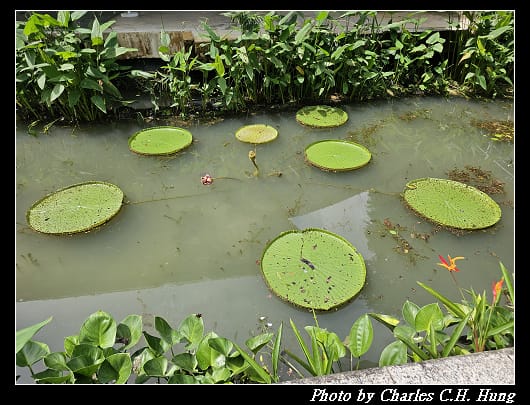 植物園_104.jpg