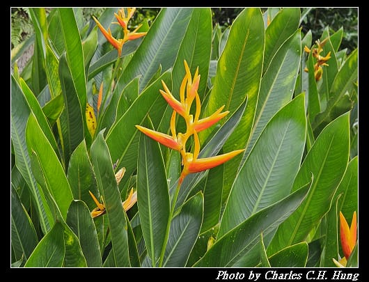 植物園_101.jpg