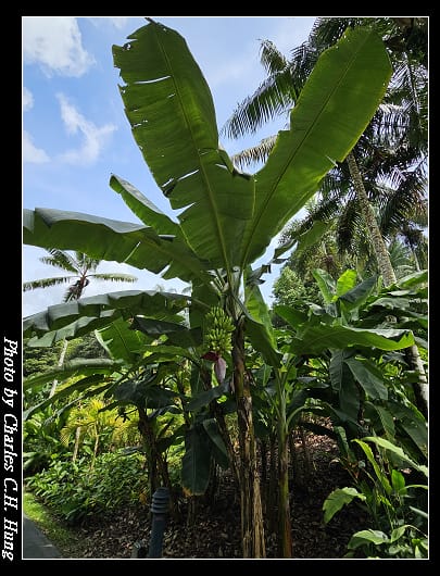 植物園_098.jpg