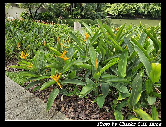 植物園_100.jpg