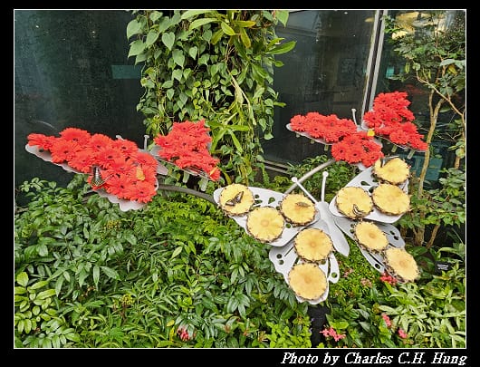 蝴蝶_059.jpg 蝴蝶_059.jpg
