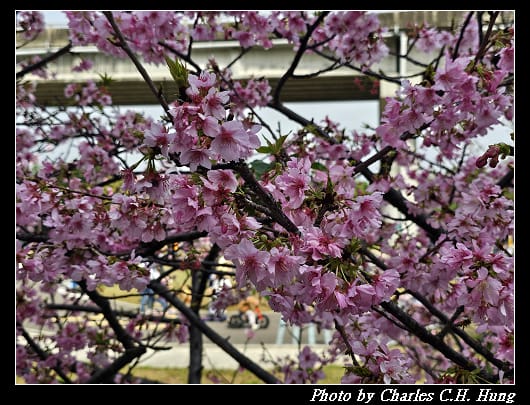 櫻花_020.jpg 櫻花_020.jpg