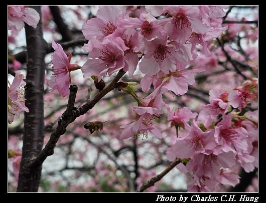 櫻花_015.jpg 櫻花_015.jpg
