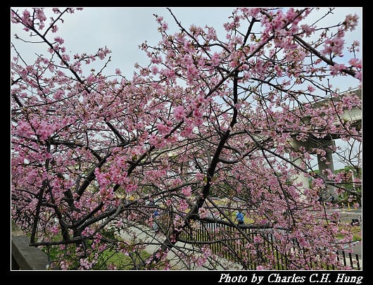 櫻花_012.jpg 櫻花_012.jpg