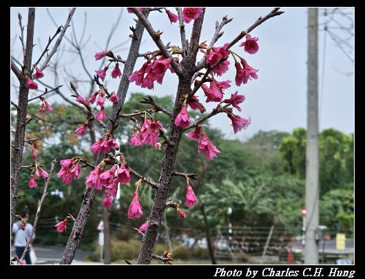 櫻花_011.jpg 櫻花_011.jpg