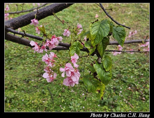 櫻花_025.jpg 櫻花_025.jpg