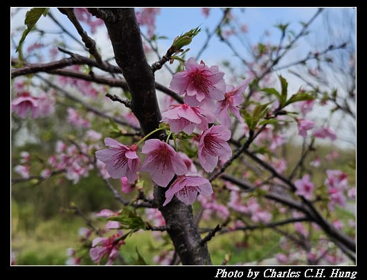 櫻花_033.jpg 櫻花_033.jpg