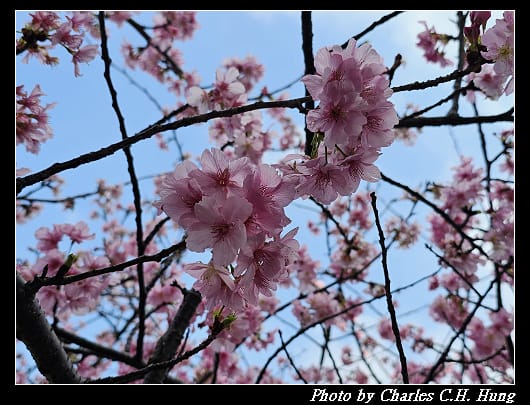櫻花_024.jpg 櫻花_024.jpg