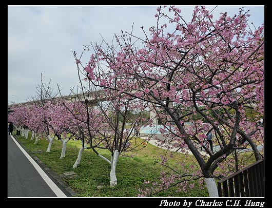 櫻花_018.jpg 櫻花_018.jpg