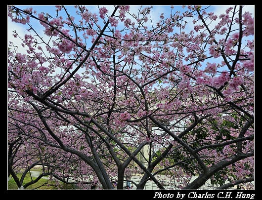 櫻花_023.jpg 櫻花_023.jpg