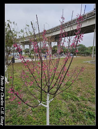 櫻花_010.jpg 櫻花_010.jpg