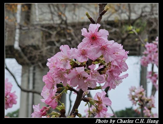 櫻花_008.jpg 櫻花_008.jpg