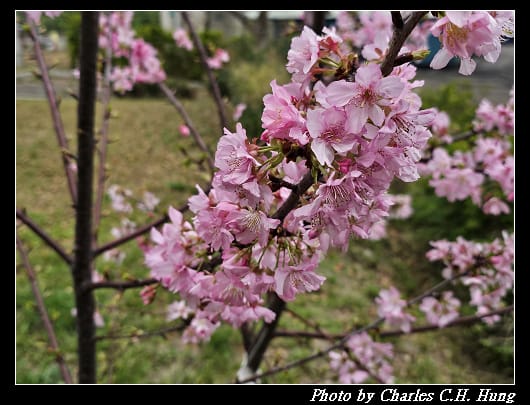 櫻花_007.jpg 櫻花_007.jpg
