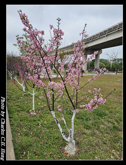 櫻花_006.jpg 櫻花_006.jpg