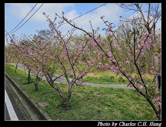 櫻花_032.jpg 櫻花_032.jpg