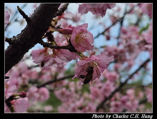 櫻花_017.jpg 櫻花_017.jpg
