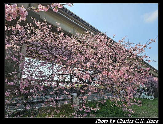 櫻花_035.jpg 櫻花_035.jpg