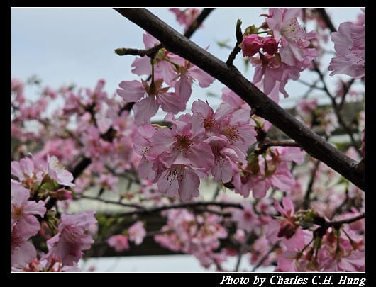 櫻花_014.jpg 櫻花_014.jpg