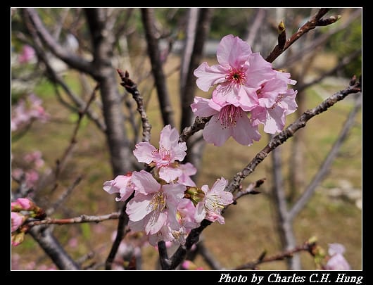 櫻花_009.jpg 櫻花_009.jpg
