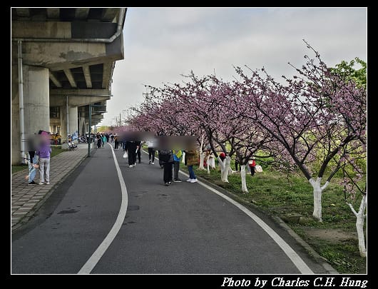 櫻花_027.jpg 櫻花_027.jpg
