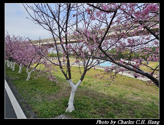 櫻花_019.jpg 櫻花_019.jpg