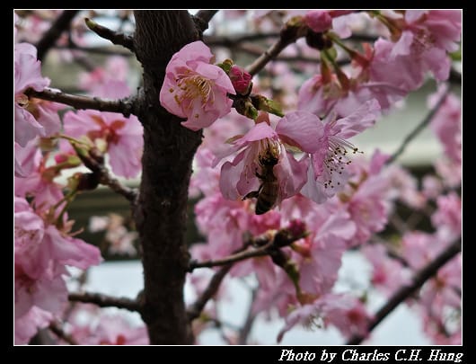 櫻花_016.jpg 櫻花_016.jpg