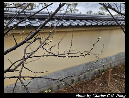 藥師寺_089.jpg