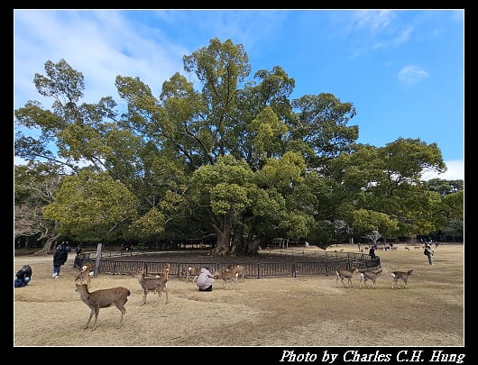 飛火野_016.jpg 飛火野_016.jpg