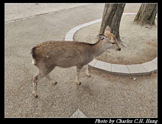 飛火野_005.jpg 飛火野_005.jpg