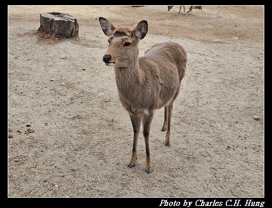 飛火野_004.jpg 飛火野_004.jpg