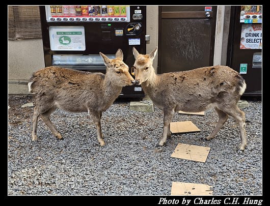 飛火野_056.jpg 飛火野_056.jpg