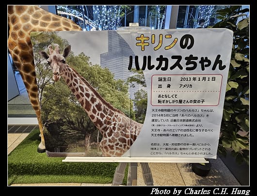 奈良飛鳥–Day 5–阿倍野展望台 Harukas300