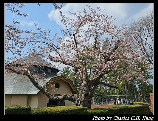 北海道賞櫻–Day 2–特拉普女子修道院（トラピスチヌ修道院）