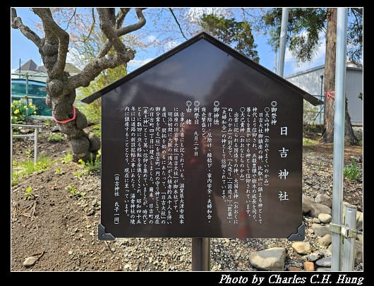 北海道賞櫻–Day 2–湯倉神社