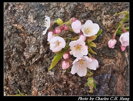 北海道賞櫻–Day 2–櫻丘通（桜が丘通り）