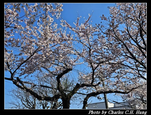 北海道賞櫻–Day 2–櫻丘通（桜が丘通り）