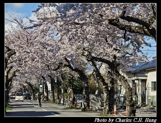 北海道賞櫻–Day 2–櫻丘通（桜が丘通り）