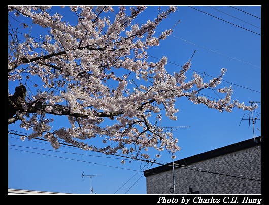 北海道賞櫻–Day 2–櫻丘通（桜が丘通り）