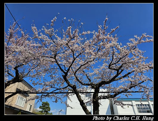 北海道賞櫻–Day 2–櫻丘通（桜が丘通り）