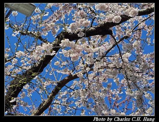 北海道賞櫻–Day 2–櫻丘通（桜が丘通り）