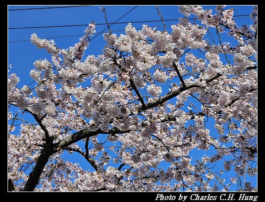北海道賞櫻–Day 2–櫻丘通（桜が丘通り）