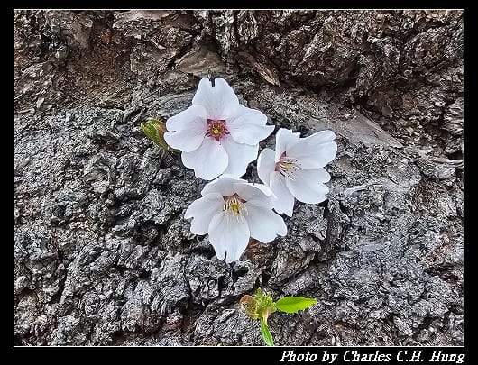 北海道賞櫻–Day 2–櫻丘通（桜が丘通り）