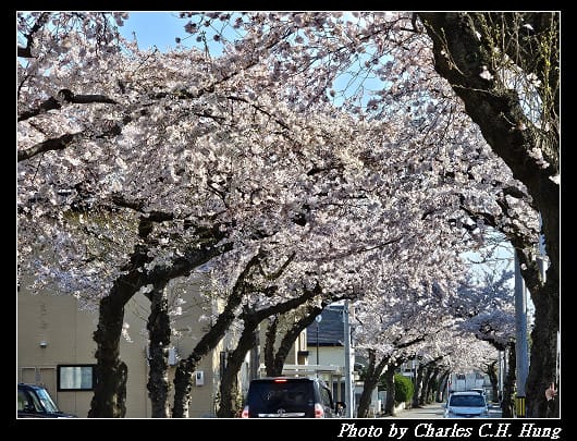 北海道賞櫻–Day 2–櫻丘通（桜が丘通り）