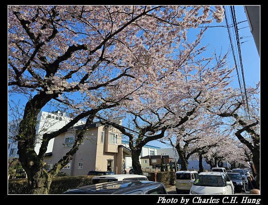 北海道賞櫻–Day 2–櫻丘通（桜が丘通り）