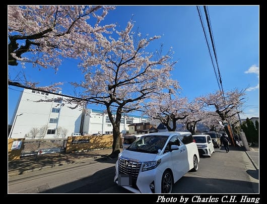 北海道賞櫻–Day 2–櫻丘通（桜が丘通り）