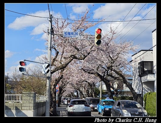 北海道賞櫻–Day 2–櫻丘通（桜が丘通り）