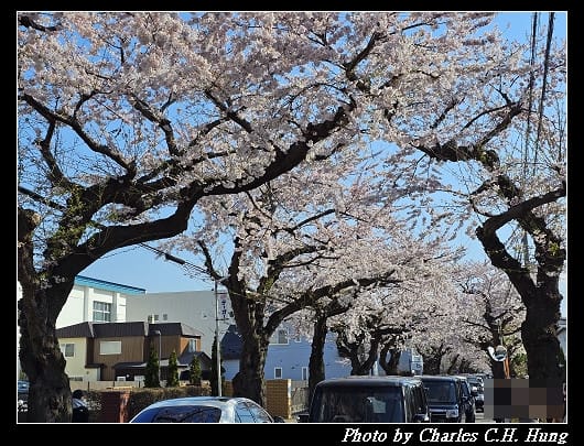 北海道賞櫻–Day 2–櫻丘通（桜が丘通り）