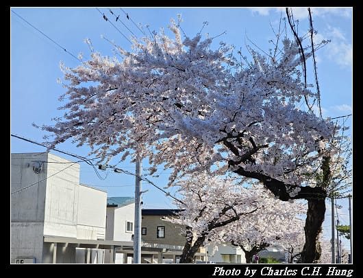 北海道賞櫻–Day 2–櫻丘通（桜が丘通り）
