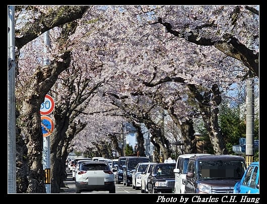 北海道賞櫻–Day 2–櫻丘通（桜が丘通り）