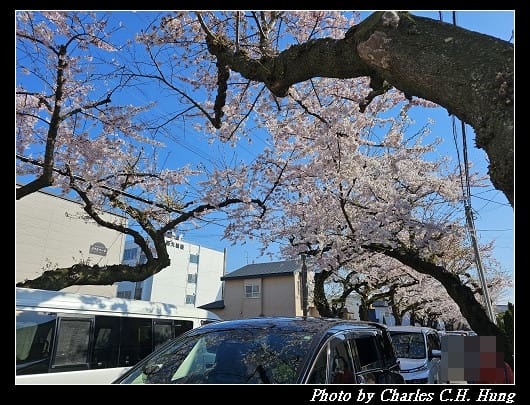北海道賞櫻–Day 2–櫻丘通（桜が丘通り）